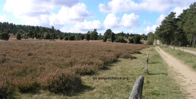 L&uuml;neburger Heide Germany