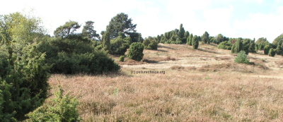 L&uuml;neburger Heide Niedersachsen Deutschland