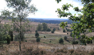 L&uuml;neburger Heide Niedersachsen Deutschland
