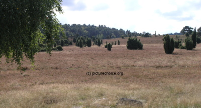 L&uuml;neburger Heide Niedersachsen Deutschland
