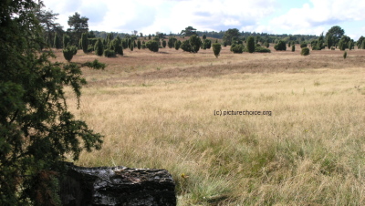 L&uuml;neburger Heide Niedersachsen Deutschland