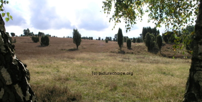 L&uuml;neburger Heide Niedersachsen Deutschland